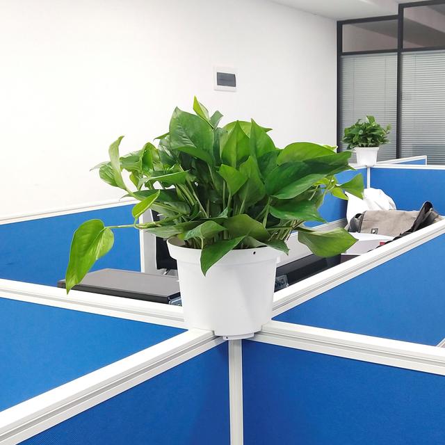 办公室植物摆放参考图图片