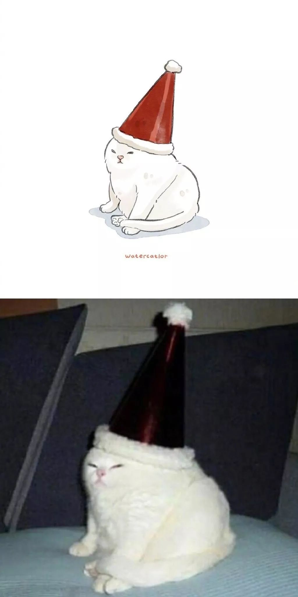一大波可爱又沙雕的猫咪简直有毒67676767