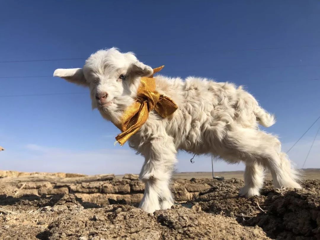 戈壁滩上最震撼的场面羊妈妈回来了