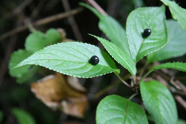 每日一花叶上珠小果实直接长在叶面上