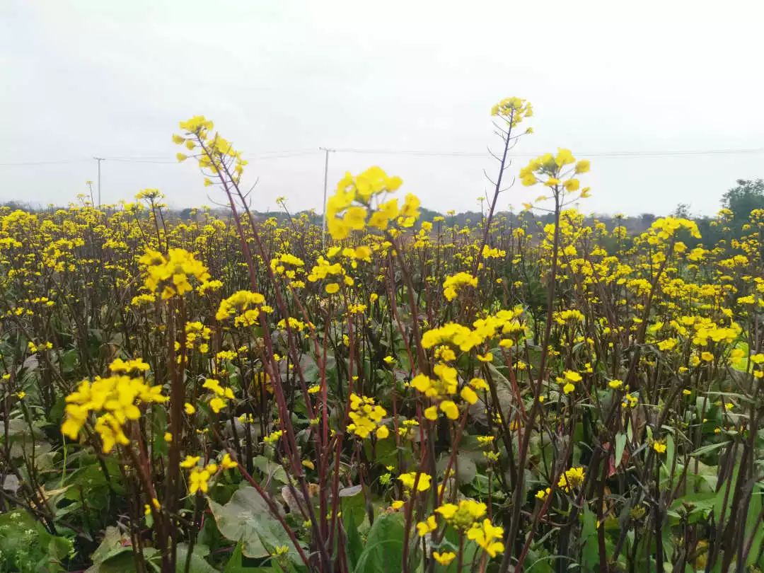 菜苔图片 开花图片