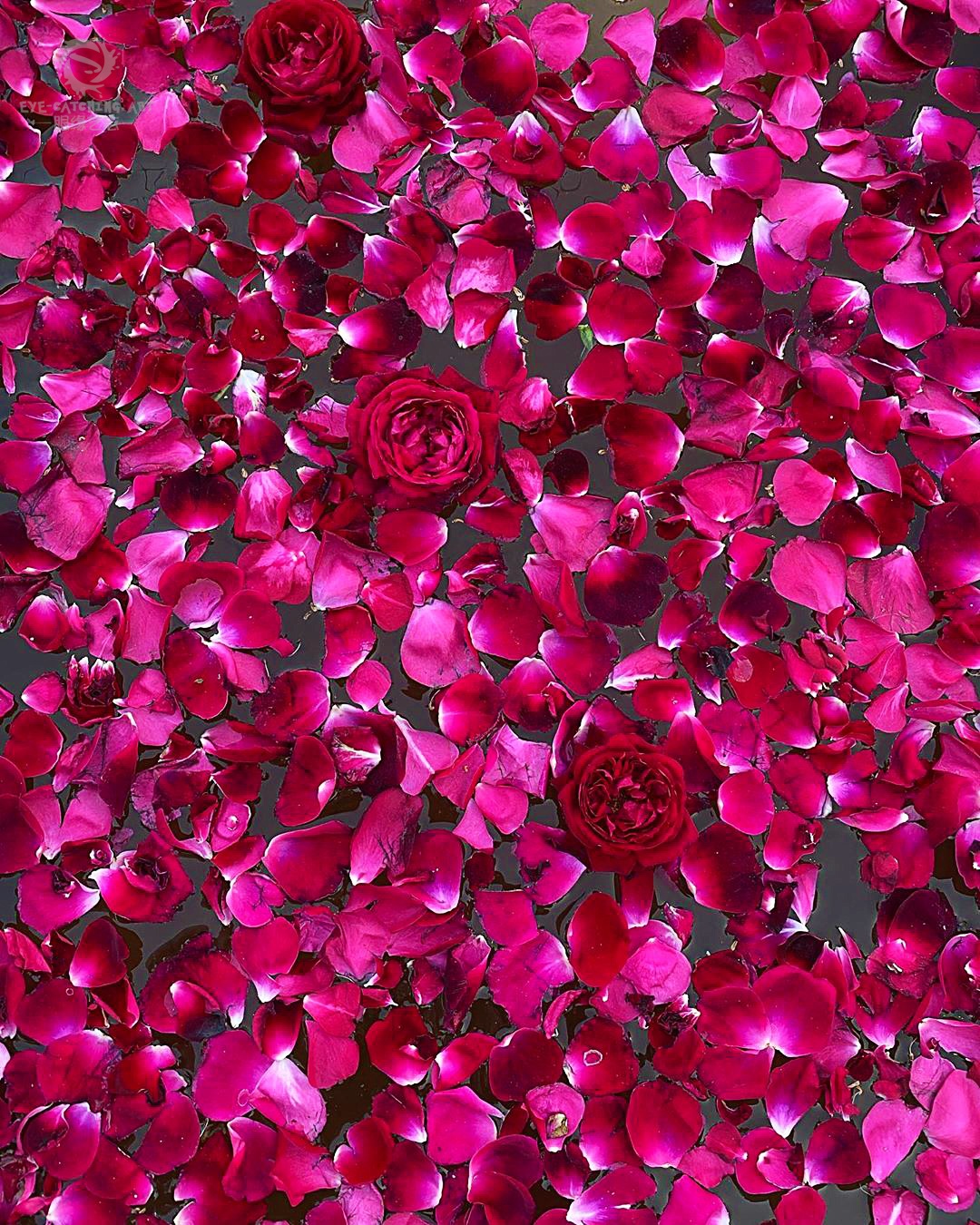 原创蜷川实花在色彩中游走生如夏花般绚烂