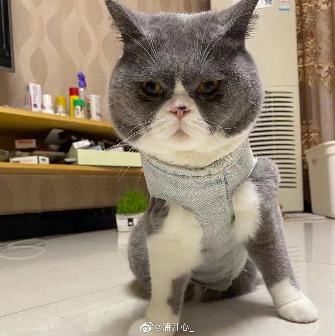 从表情都能看出它的欢喜10@起名太麻烦不如叫王富贵吧我对着猫放了个p
