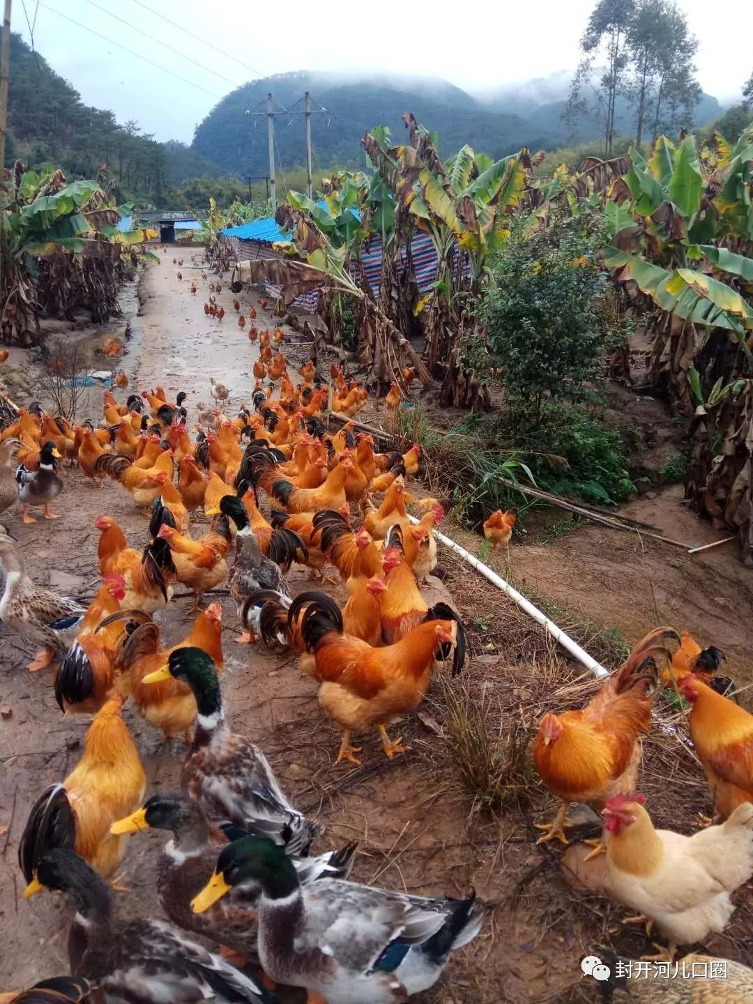 河儿口罗源黄标养鸡场有大量鸡,鸭出售