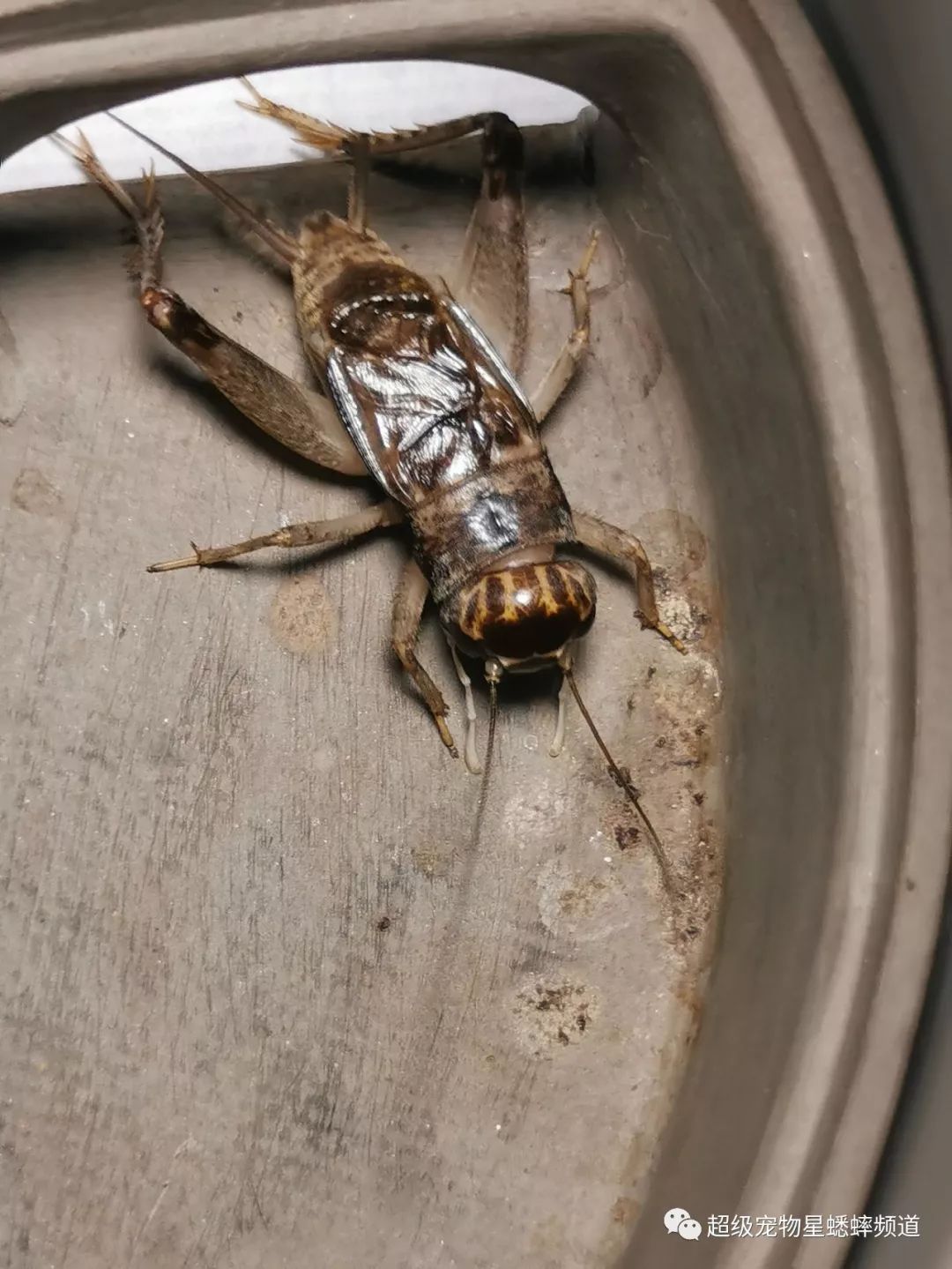 世界上最大的蟋蟀之王图片