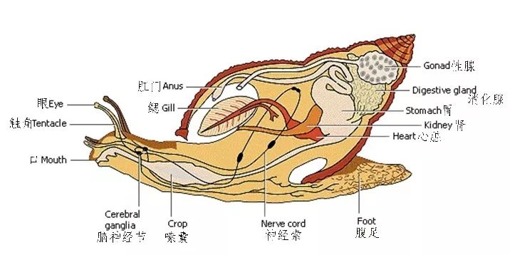 海螺解剖图片