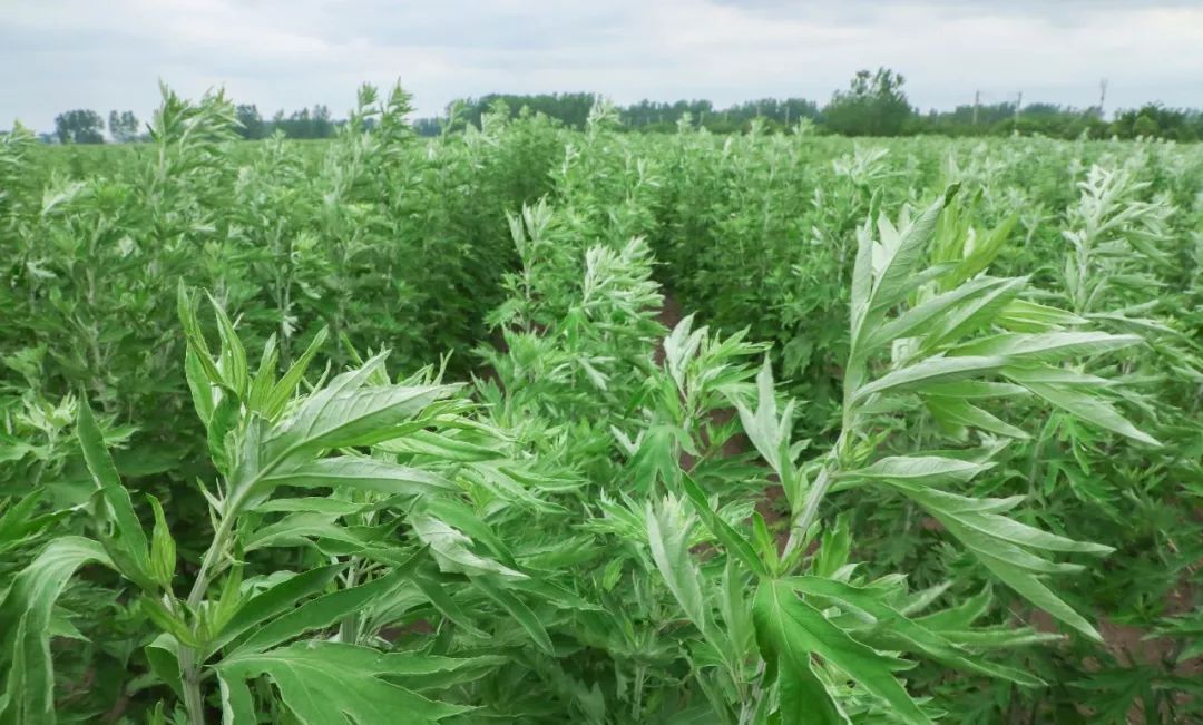 《本草纲目》记载:"艾以叶入药,性温,味苦,无毒,纯阳之性,通十二经,具