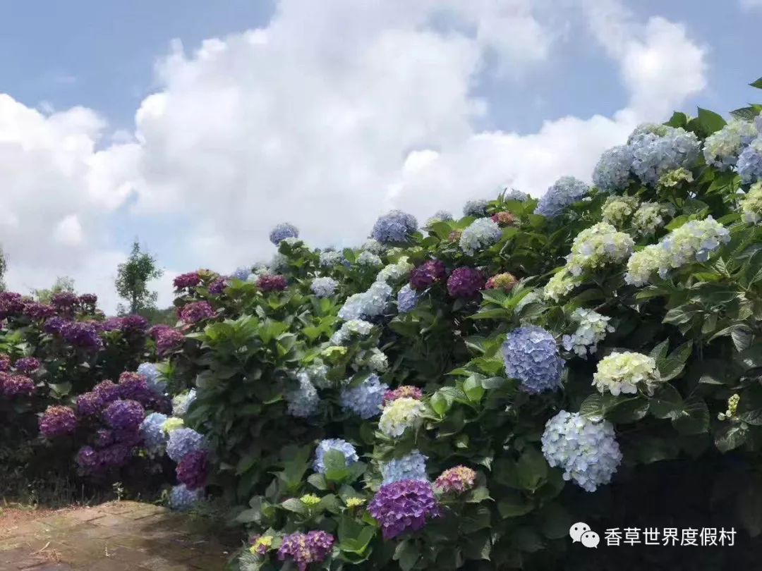 致敬最美逆行者战疫胜利后南安香草世界对全国医疗人员免费开放