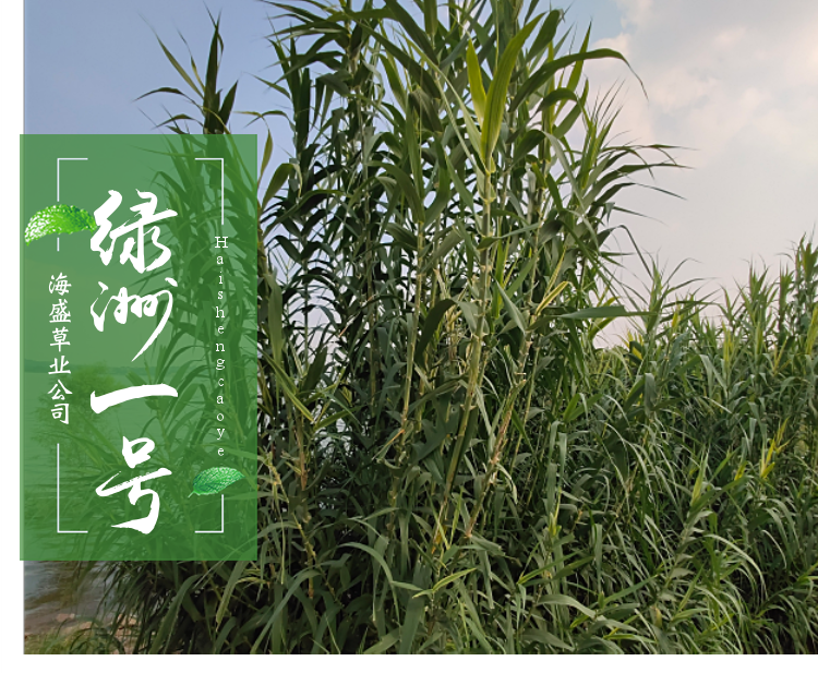 能越冬的绿洲一号