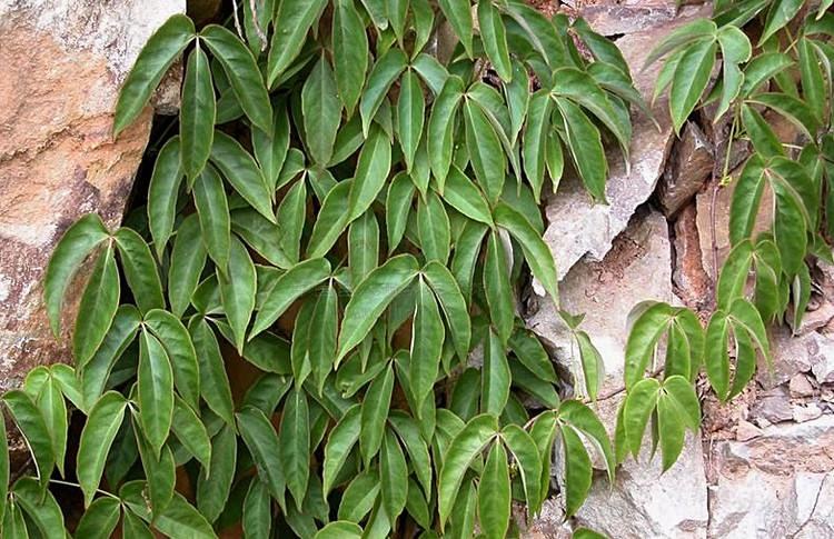 农村人称药王又名三叶青它真的是癌症克星吗