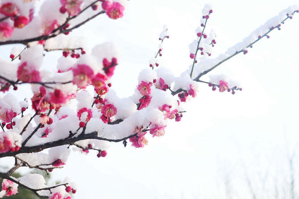 数百红梅傲雪绽放 姹紫嫣红报春来