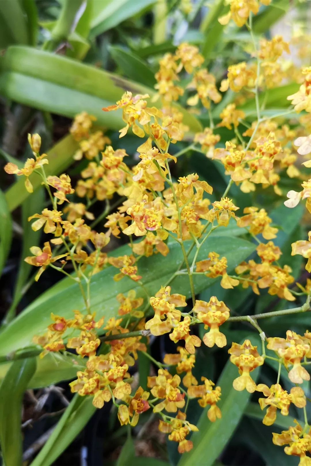 空谷幽兰献给奋战在疫情一线的医护人员