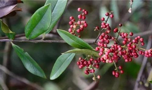 酸藤子的根,叶,果都可入药,可以说整株都是宝.