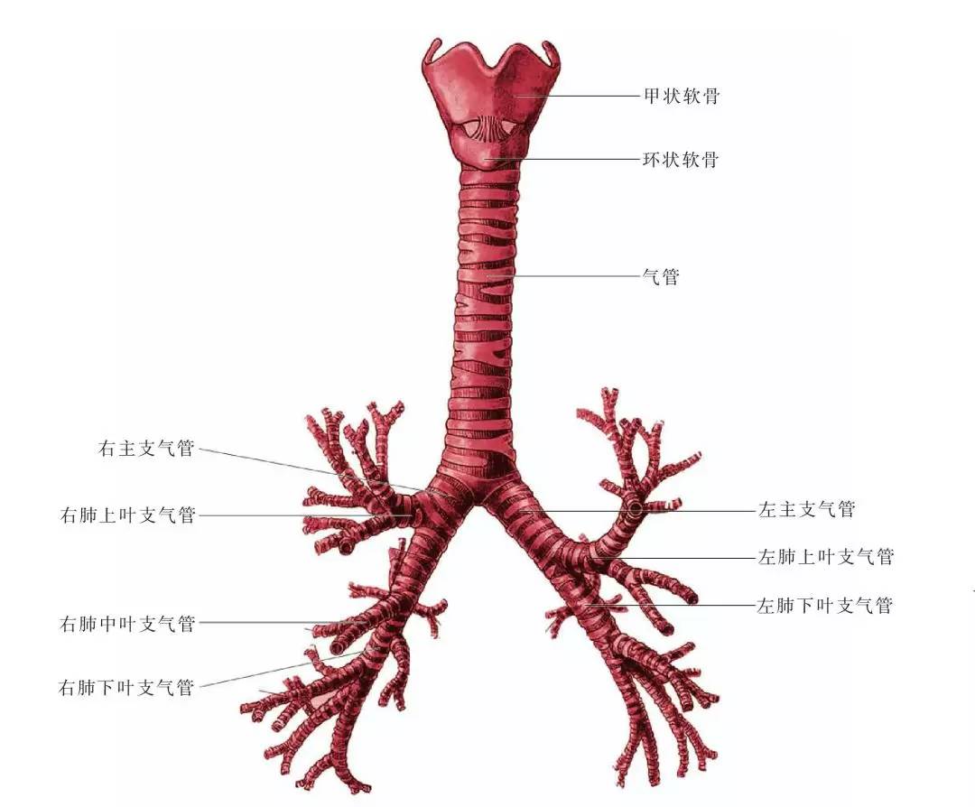 分别通向左肺,右肺,支气管在肺叶中一再分支成为各级支气管,越分越细
