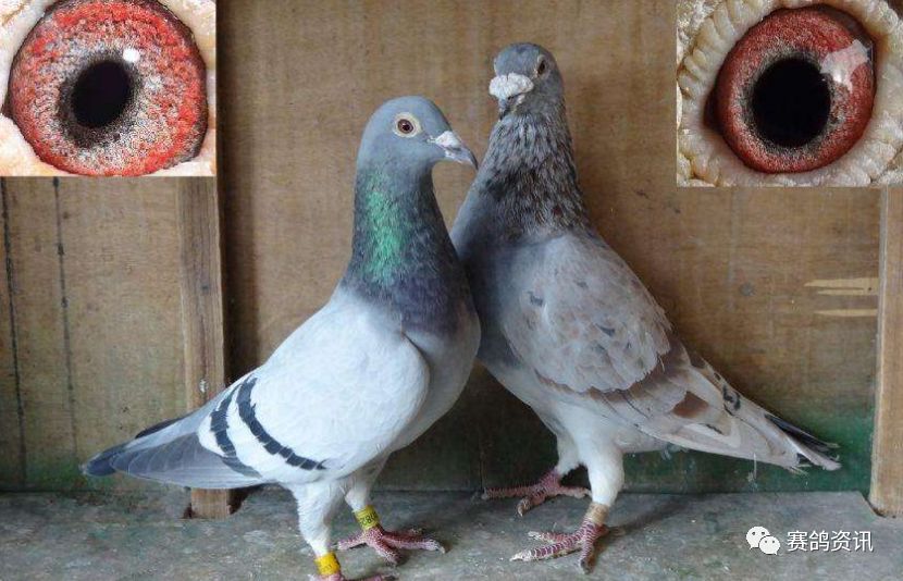 解答:鸽龄太老,或年轻鸽第一次配对,经常生下软壳蛋,粗壳蛋或薄壳蛋