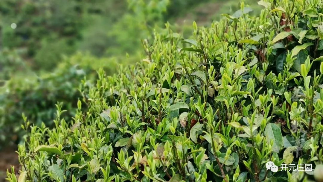 雀舌茶全面上市