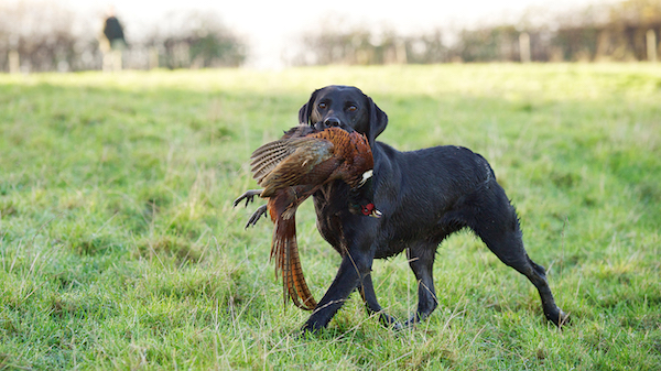 猎犬衔来了主人打获的山鸡我们忍不住会好奇,如此大规模地猎取和食用