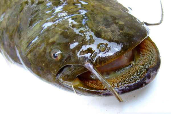 大西南的深山溪流里钓山鲶,这种极品鱼吃起来弹嘴