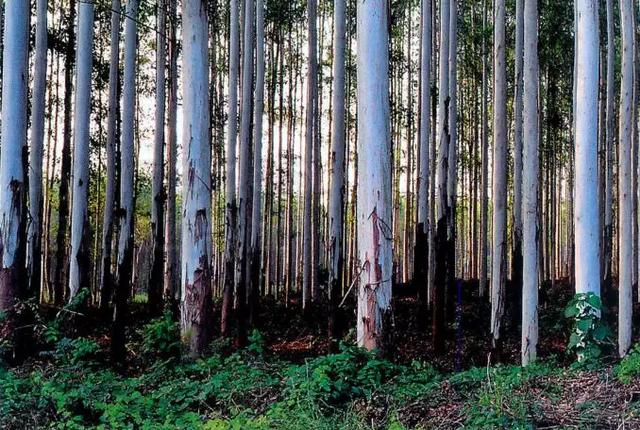 澳洲的王者之树,是自然界最有智慧的"纵火犯"_桉树