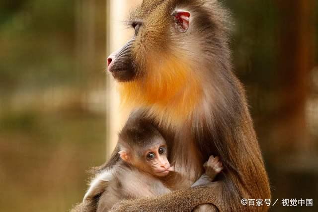 母猴子照片图片
