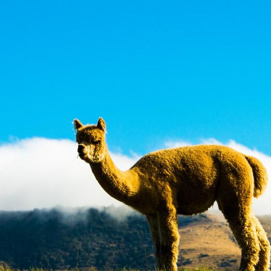这个羊驼的样子好傻感觉它看起来好舒服养一只