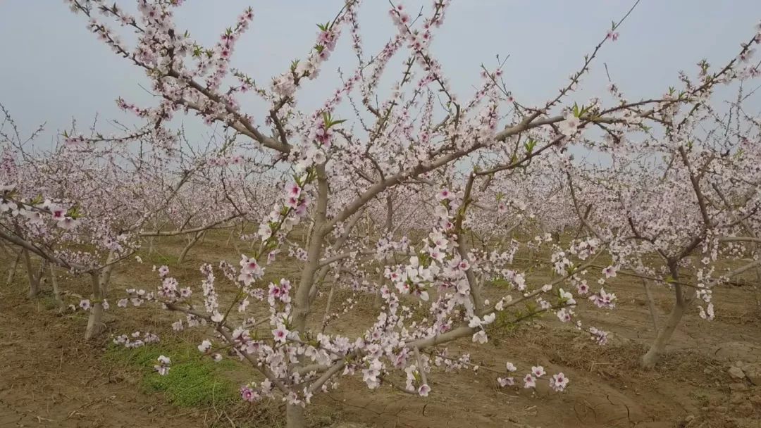 阳谷让我们保持微笑一起等待春暖花开