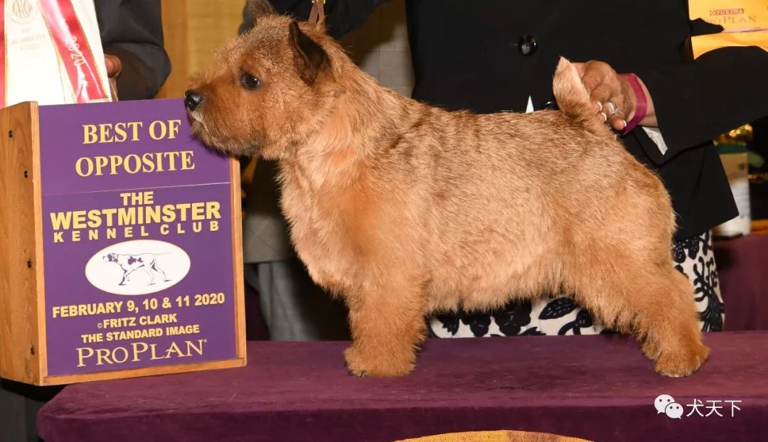 视频:2020年西敏寺犬展诺维奇梗bob由国良赛犬管理中心特约点播