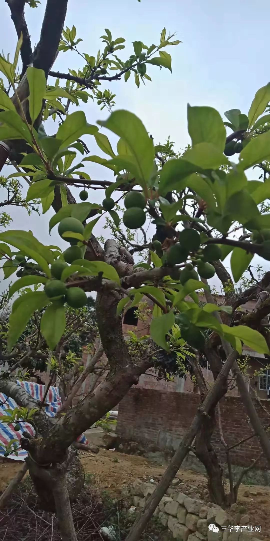 【技术】三华李2月份管理要点