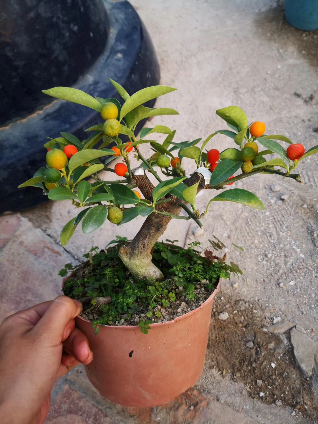 金豆盆栽,小而精致的树苗