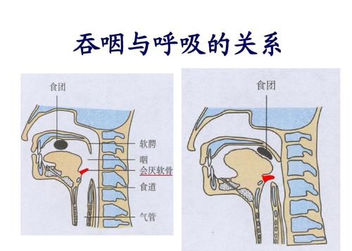 呼吸的全过程图示图片