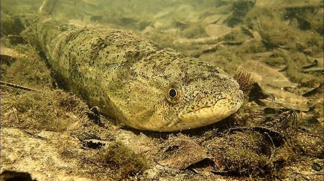 riosalobra巴西南马托格罗索州的河中精灵