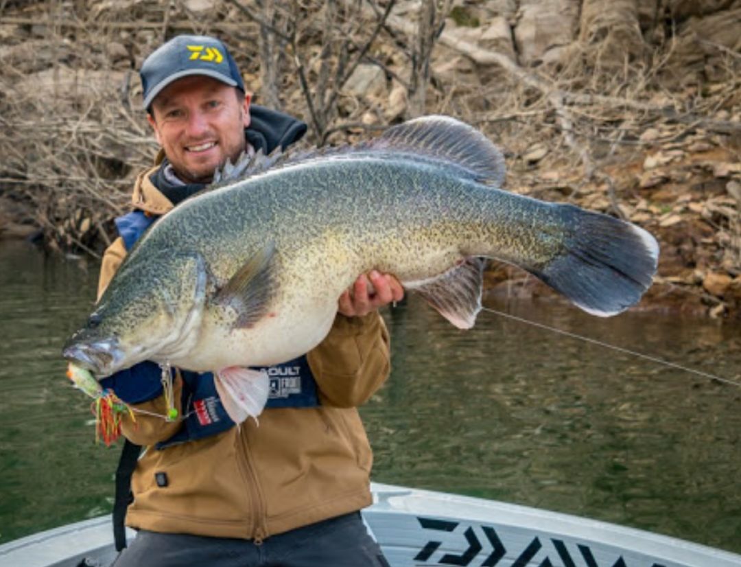 近些年,墨瑞鳕的数量因人类过度捕捞和环境的破坏而急剧减少.