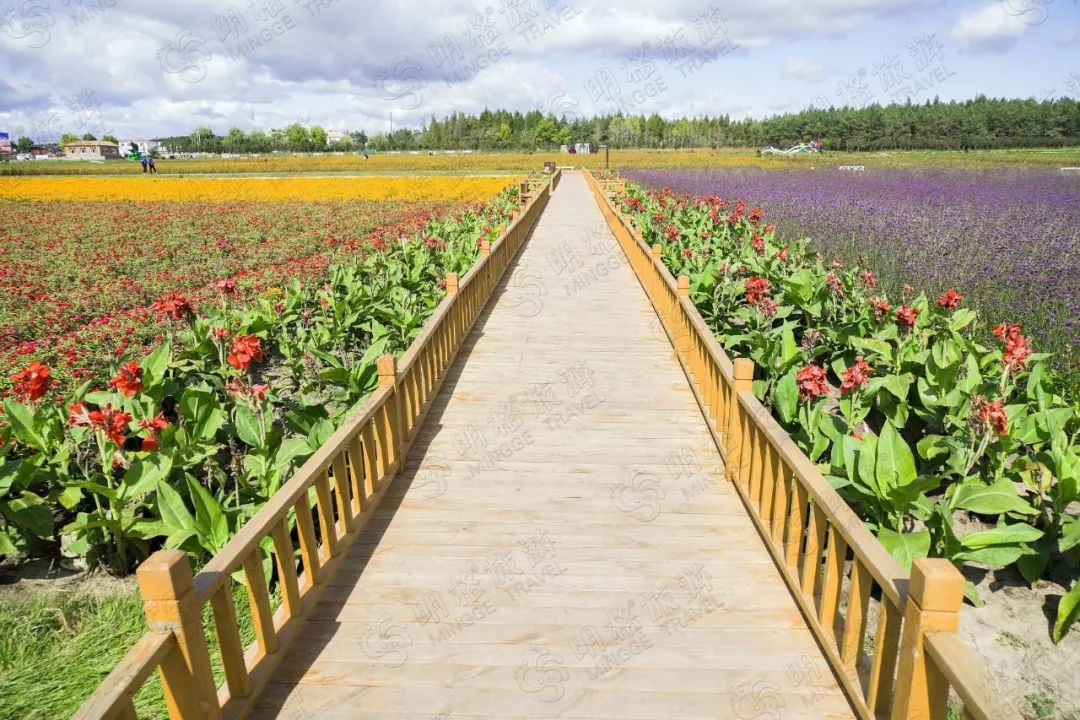 【往期回顾】佳木斯郊区大来岗风景区醉美达勒花海实景拍摄!