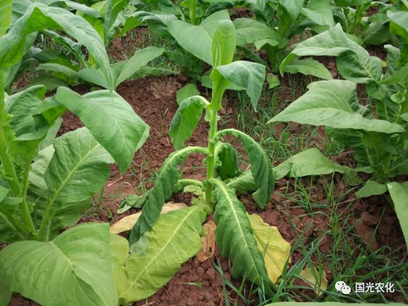 【技术】烟草健康种植,从土壤消毒开始!_国光