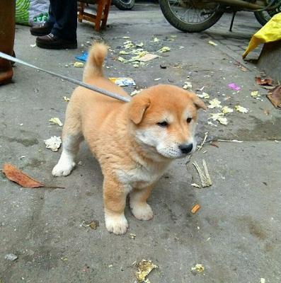 田园犬50块,柴犬超过10000块,我却没看出土狗会差在哪里!_价格