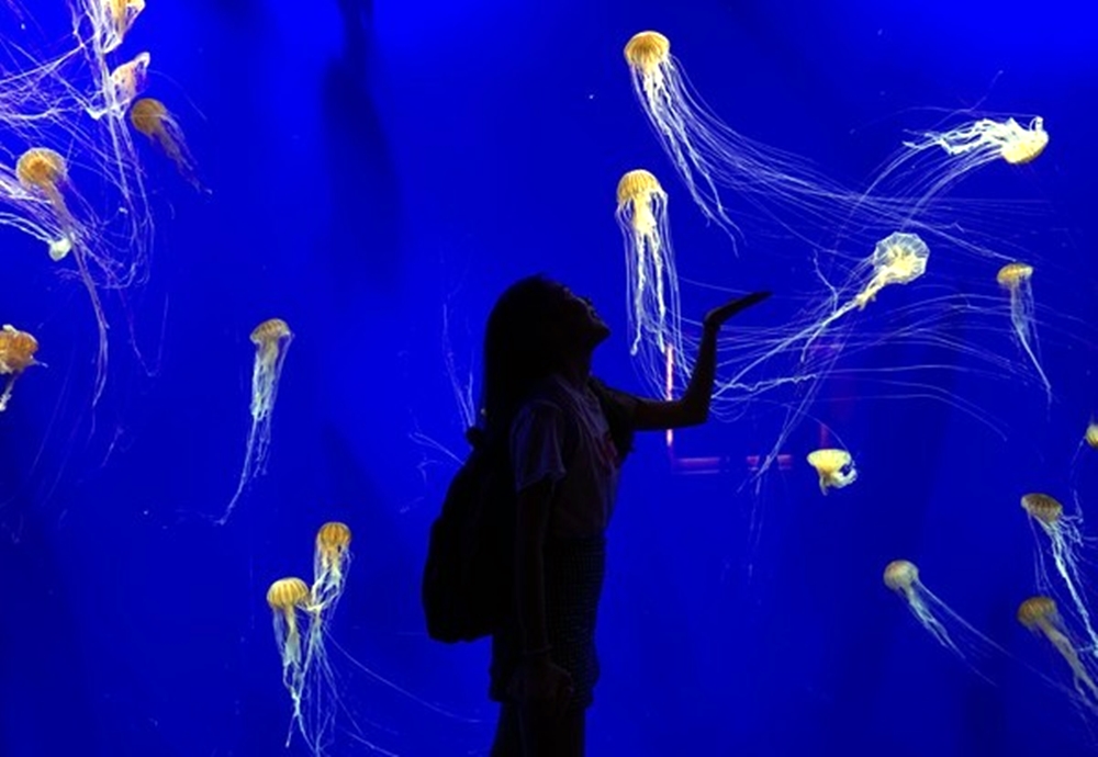 水族館,想必是許多小孩最想去的當地,不只能賞識心愛的動物表演,還能