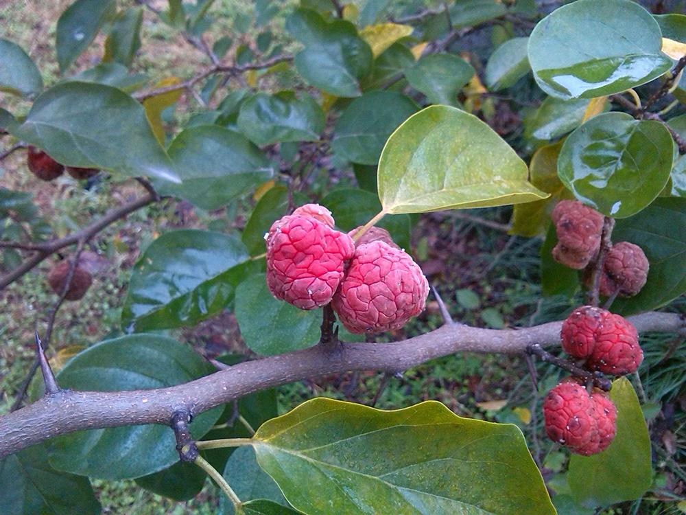 这树满身是刺却称作黄金木古代用来做龙袍如今快挖绝了