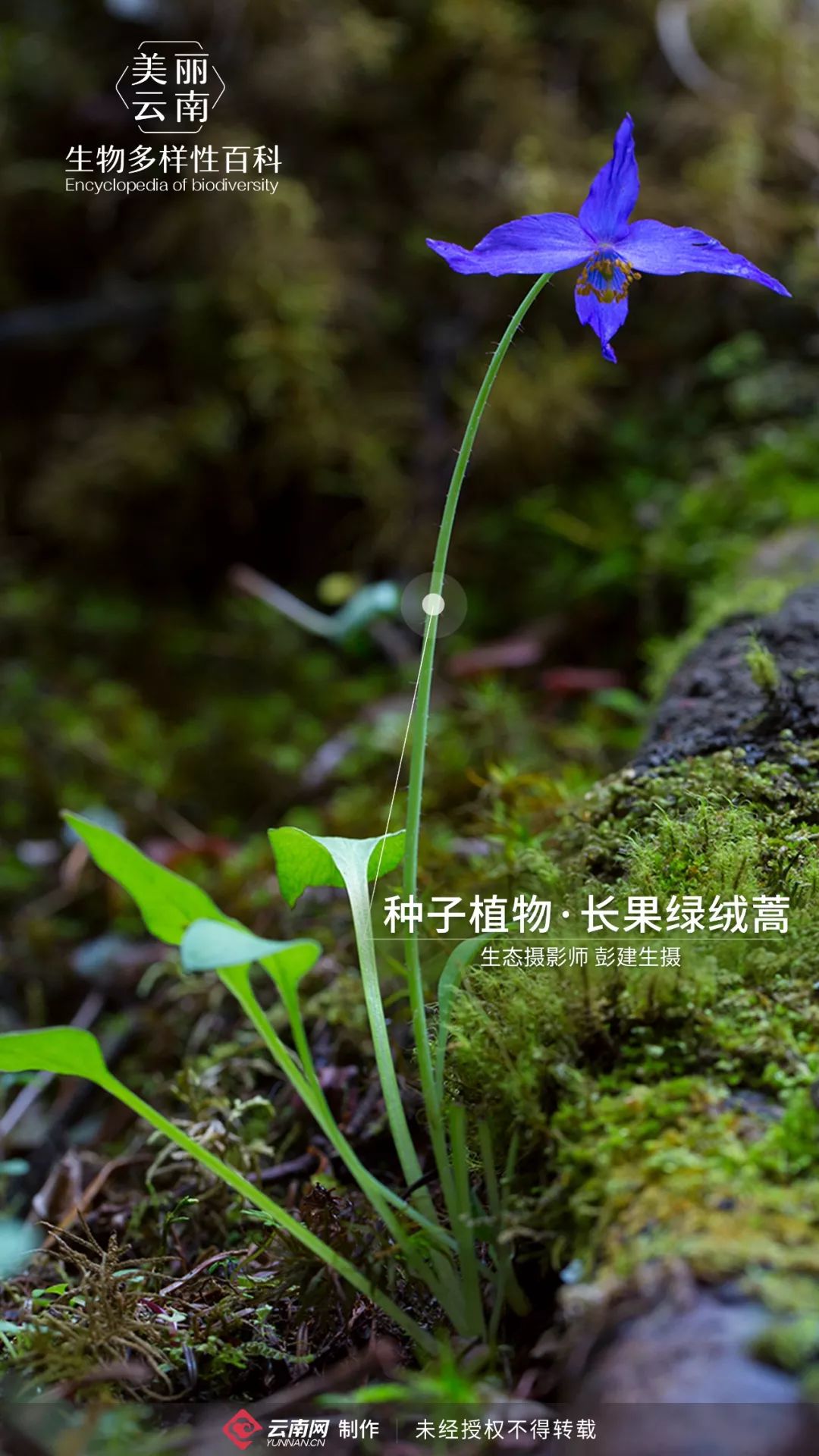 【生物多样性百科】种子植物·长果绿绒蒿:云南特有的"喜马拉雅蓝罂粟
