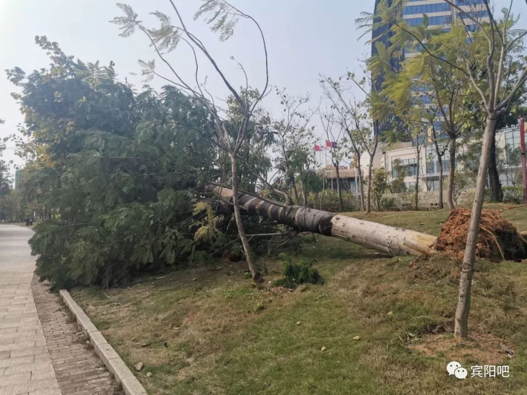 風力十足賓陽昨天颳起大風一人粗的大樹被連根拔起