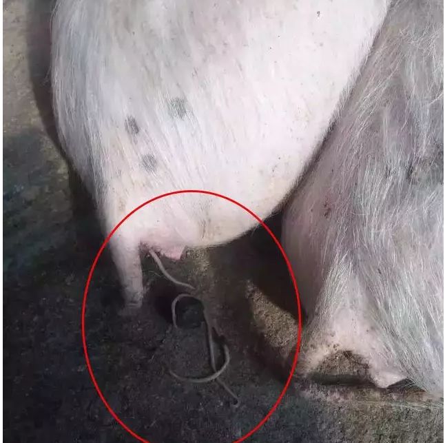 打虫为什么只能在春秋 打虫春天好还是秋天好