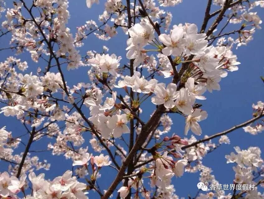 致敬最美逆行者战疫胜利后南安香草世界对全国医疗人员免费开放