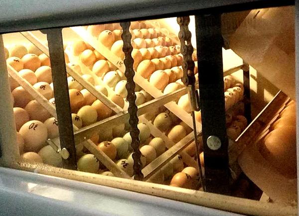 慈利孵郎孵化小鸡忙