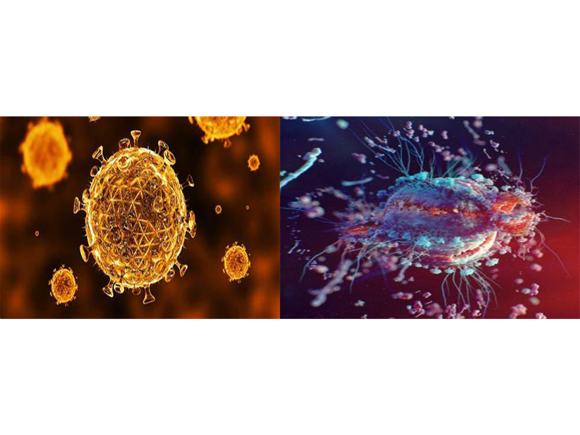 Image wall | Biology of Human/World of Viruses