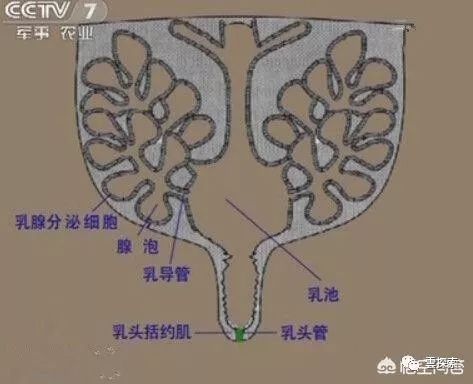 上图为母猪的乳房结构另外母猪每个乳腺在功能上都是相互独立的,相邻