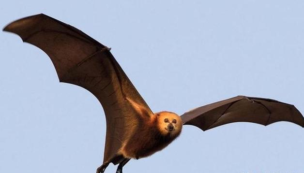 原创全球最大的蝙蝠翼展超过人的身高仍在像鸡一样被人类捕捉吃掉