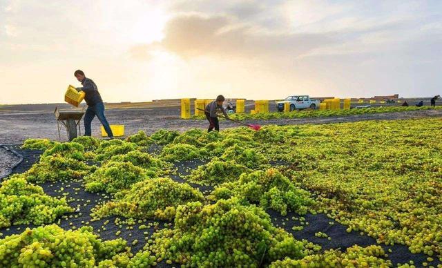 吃葡萄干时要不要洗一遍?看完下面新疆传统的制作方法,你就知道