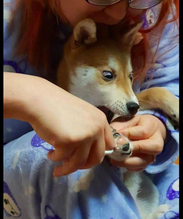 主人给柴犬剪指甲它的表情太夸张都翻白眼了啊剪到我的肉啦