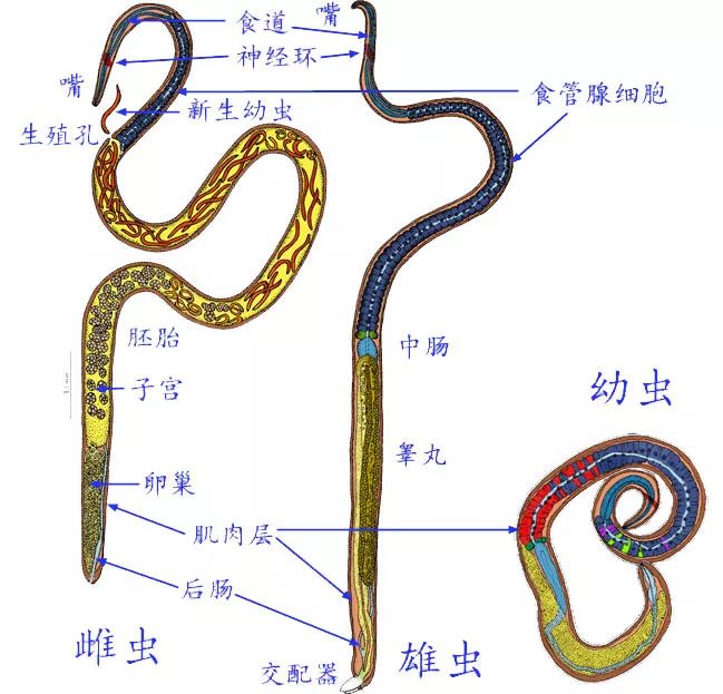 吃了没煮熟的猪肉可能会发生什么
