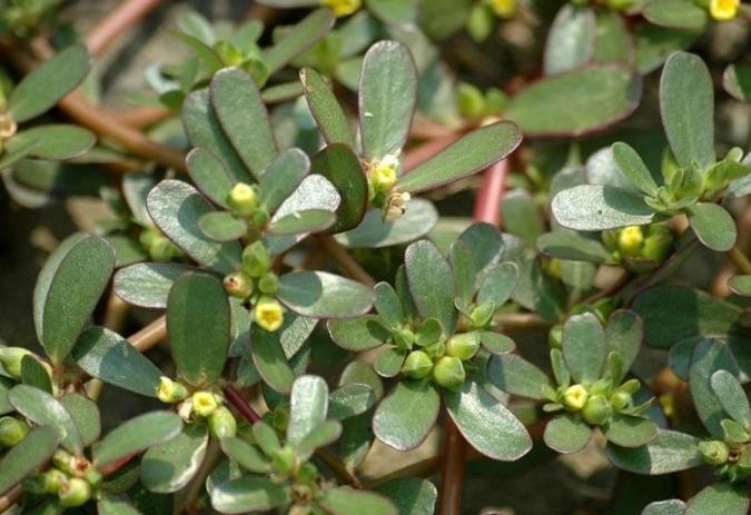 农村随处可见的野菜,可降血压,城里买20块一斤被疯抢!