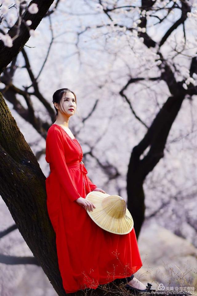 原创杏花满山油菜金黄红裙秀发点缀了洛阳春天